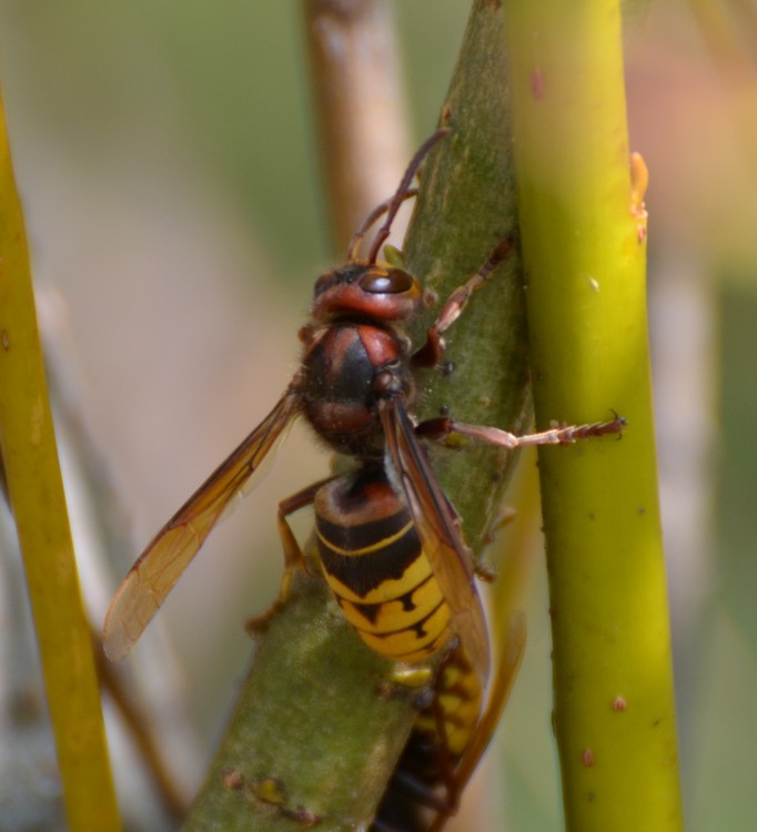 Vespa crabro su Salix viminalis